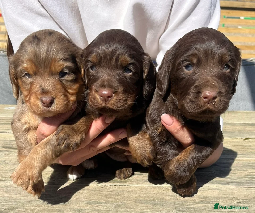 Cocker Spaniel dogs for sale: Beautiful working cocker pups in Dartford - Advert 1