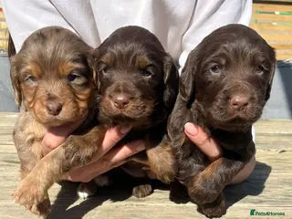 Cocker Spaniel dogs Beautiful working cocker pups - Advert 2