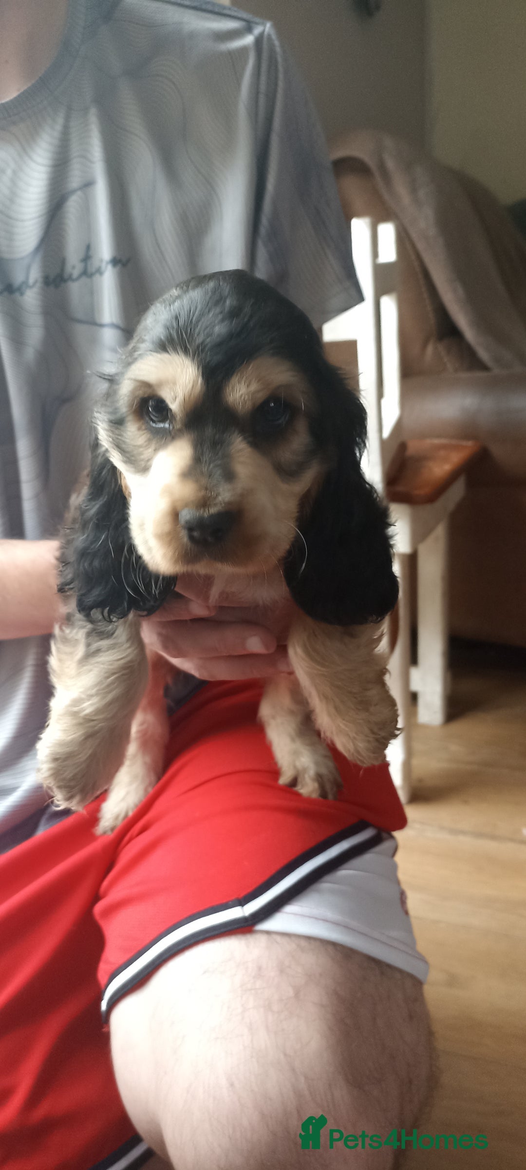 Cocker Spaniel dogs for sale: Only 1 boy left READY TO GO show Cockers  - Image 3