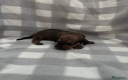 Dachshund dogs for sale: Dapple Dachshund Puppies (5 Girls, 1 Boy) - Image 10
