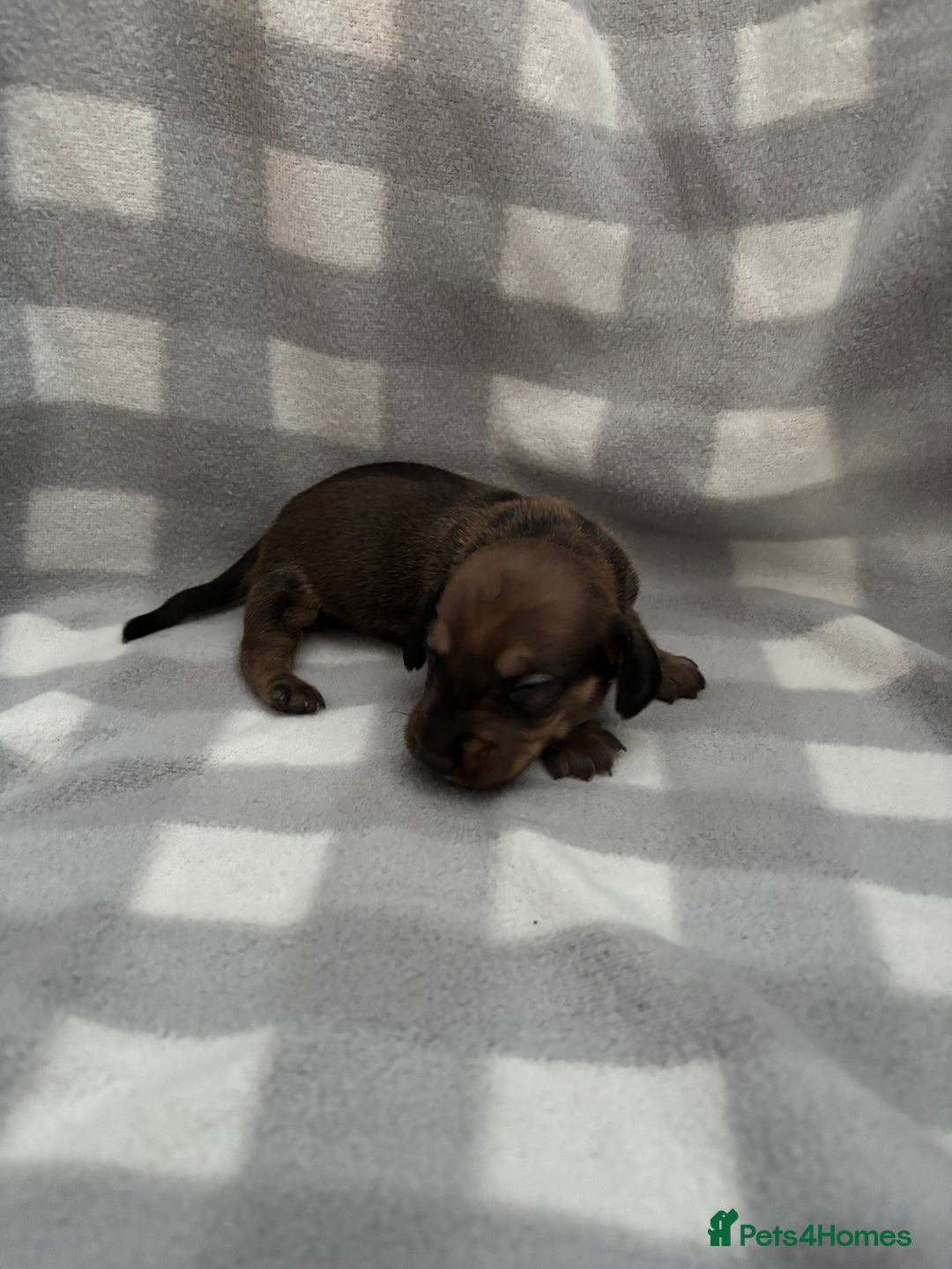 Dachshund dogs for sale: Dapple Dachshund Puppies (5 Girls, 1 Boy) - Image 10