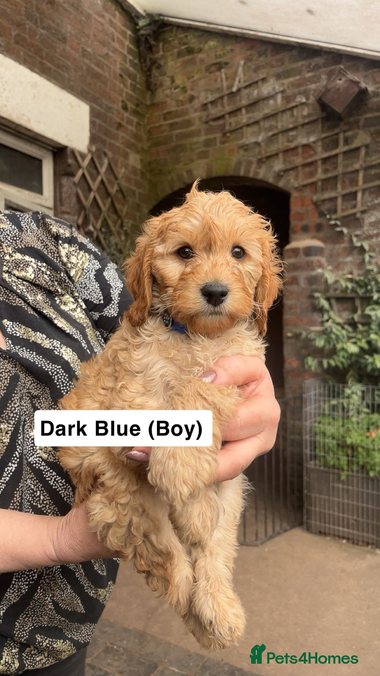 Cavapoo dogs Cavapoo Puppies for Sale! - Advert 2
