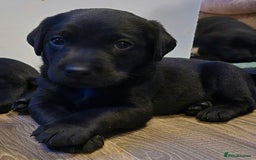 Labrador Retriever dogs for sale: KC Reg Fully Health Tested Black Labrador Puppies - Image 23