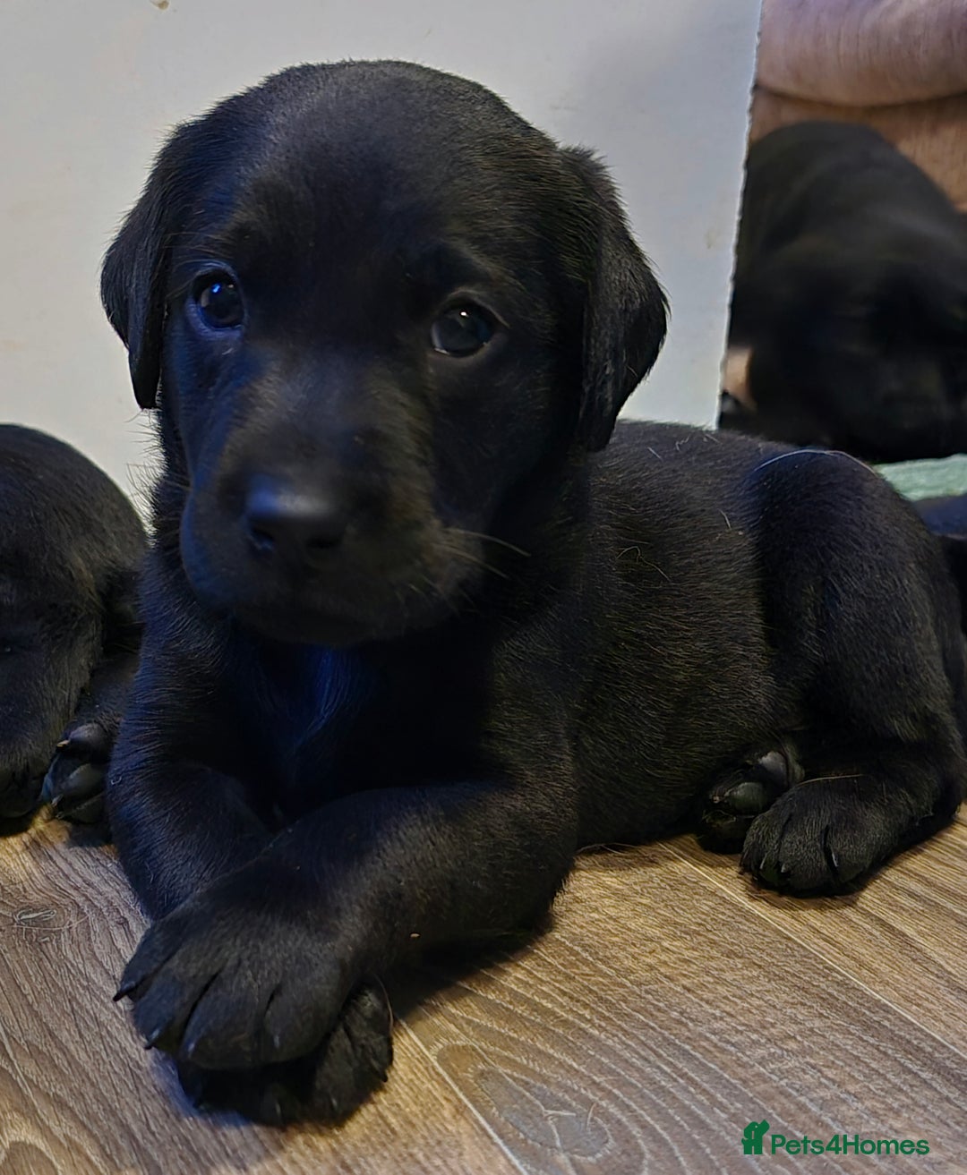 Labrador Retriever dogs for sale: KC Reg Fully Health Tested Black Labrador Puppies - Image 23