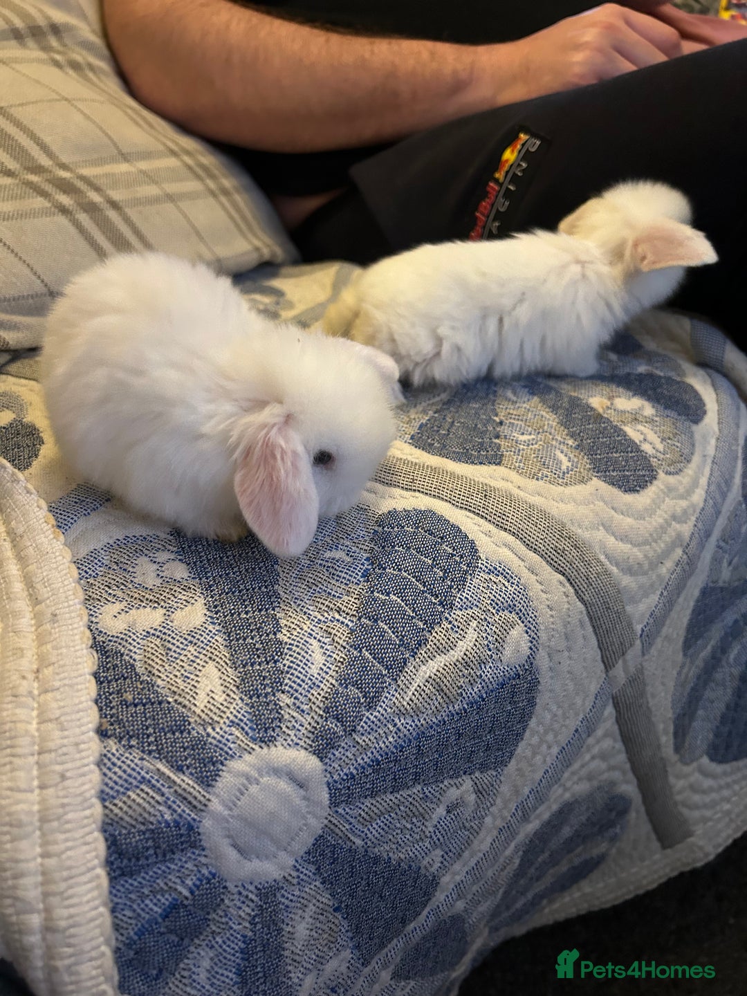 Mini Lop rabbits for sale: Gorgeous mini lop bunnies  - Advert 18