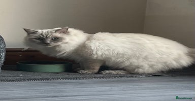 Ragdoll cats TICA/GCCF Active Male for Sale - Advert 5