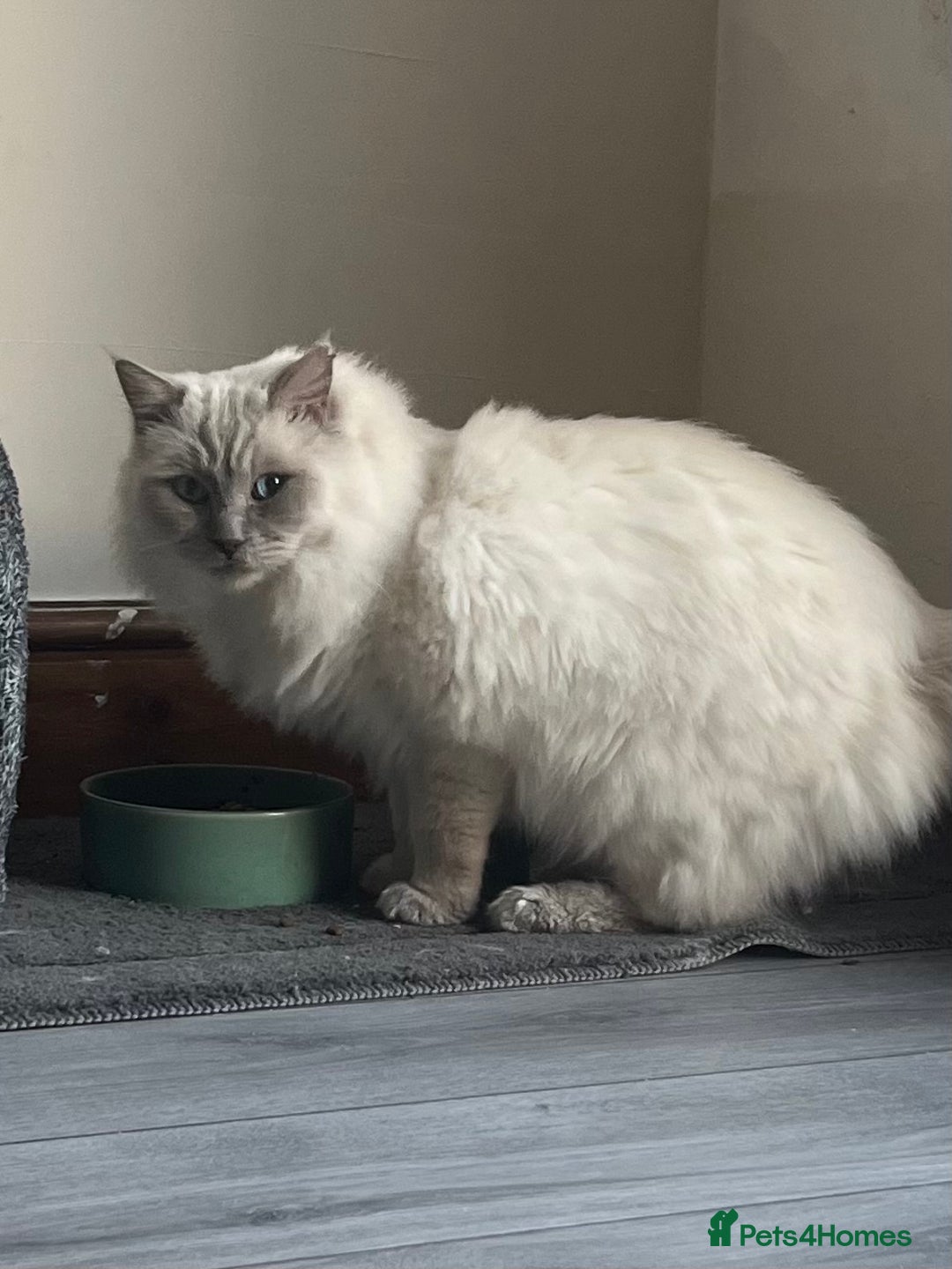 Ragdoll cats for sale: TICA/GCCF Active Male for Sale - Advert 3