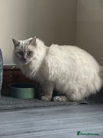 Ragdoll cats TICA/GCCF Active Male for Sale - Advert 2