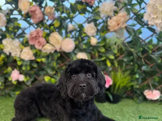 Mixed Breed dogs F1 cockapoo x Shih Tzu puppies - Advert 1