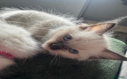 Ragdoll cats for sale: 3 Female Purebred Ragdoll Kittens - Image 2