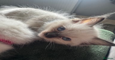 Ragdoll cats - Advert 4