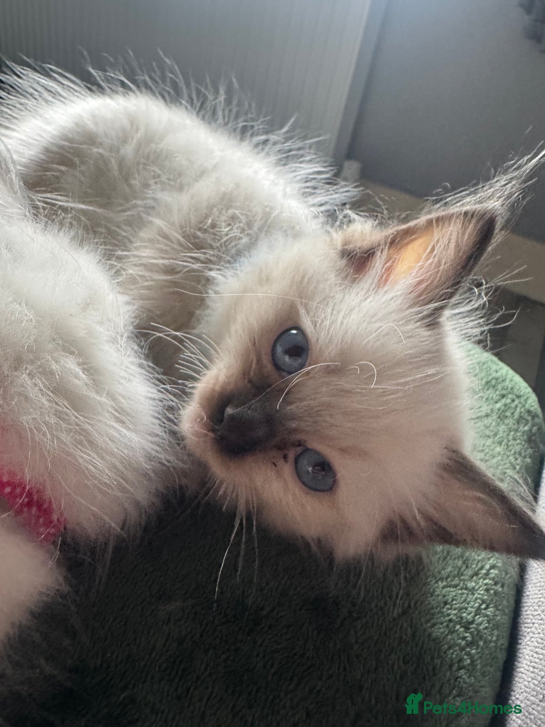 Ragdoll cats for sale: 3 Female Purebred Ragdoll Kittens - Image 2