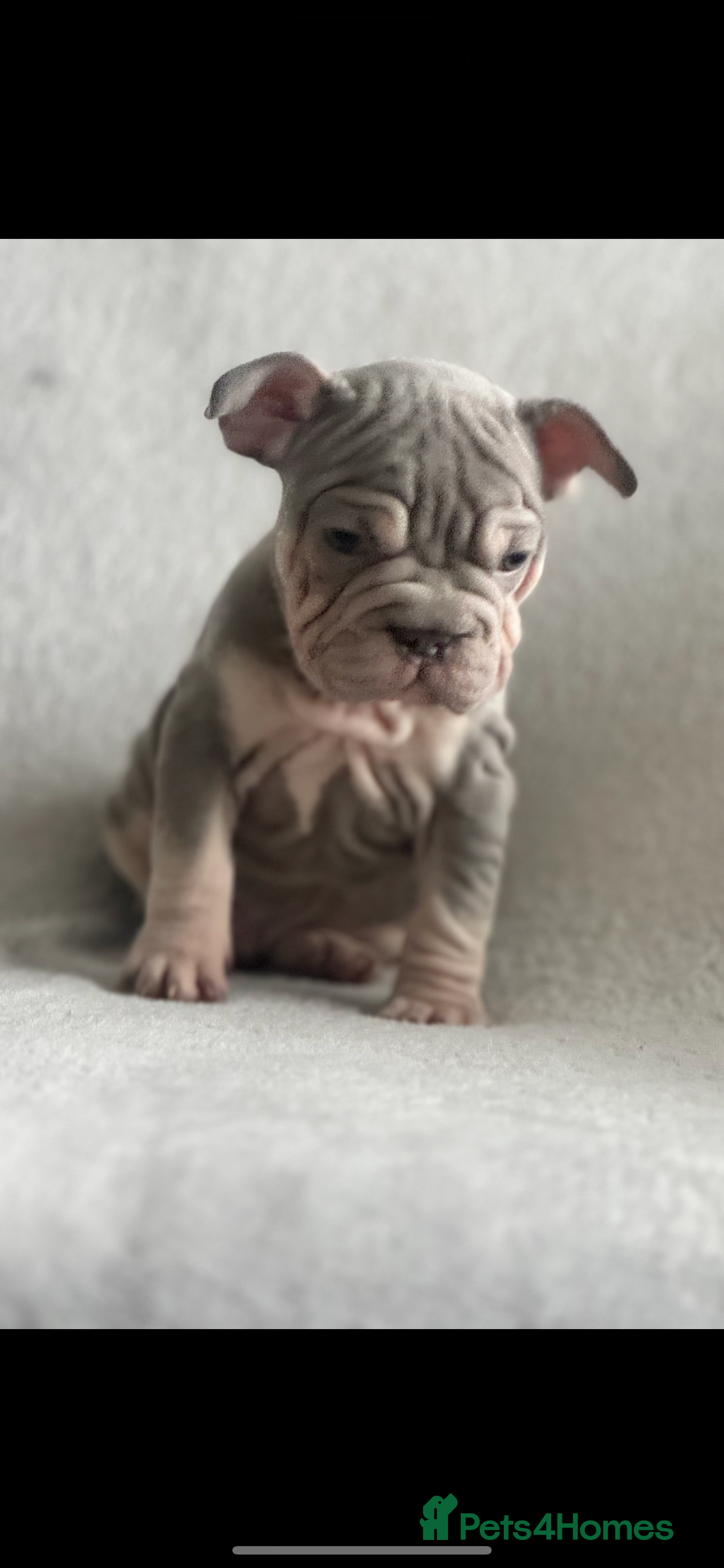 French Bulldog dogs French bulldog puppies for sale 💙💙💙💙 - Advert 1