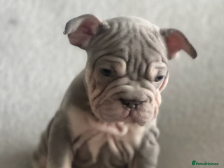 French Bulldog dogs French bulldog puppies for sale 💙💙💙💙 - Advert 13
