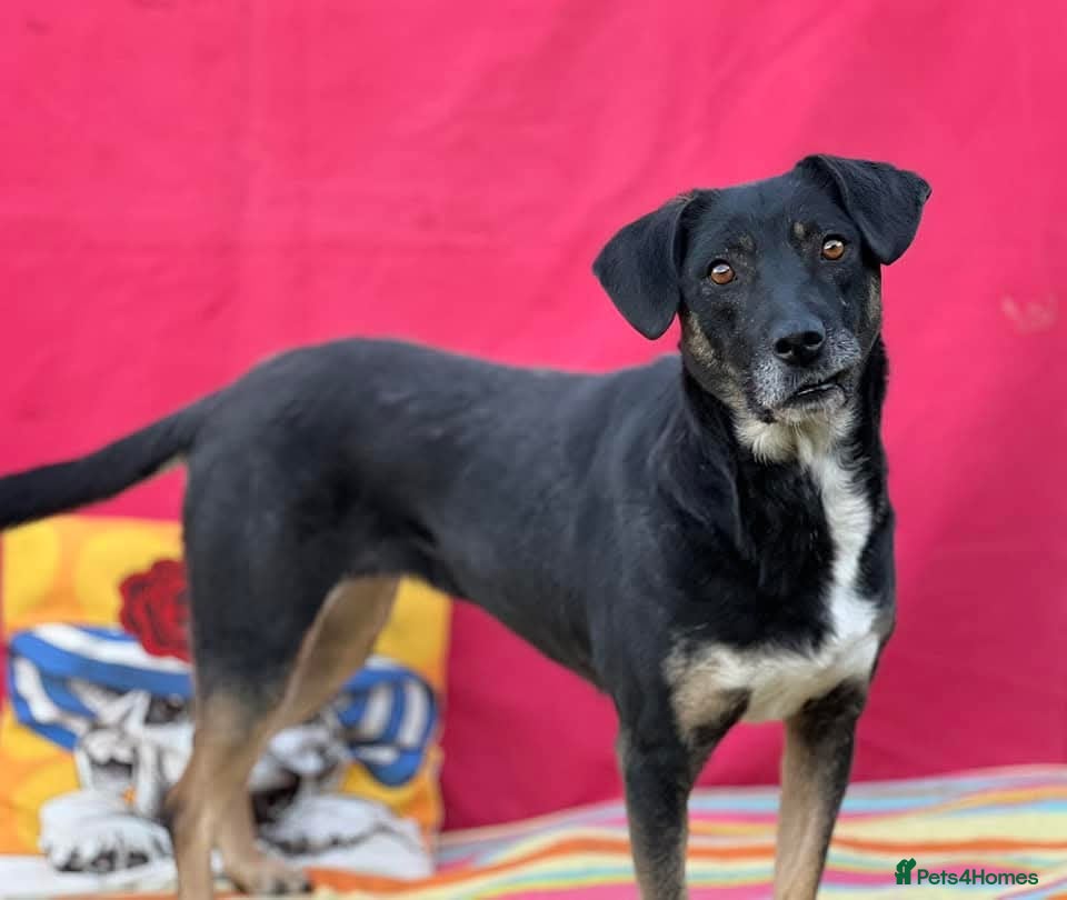 Mixed Breed dogs Masha nine years old Macedonian Rescue - Advert 1
