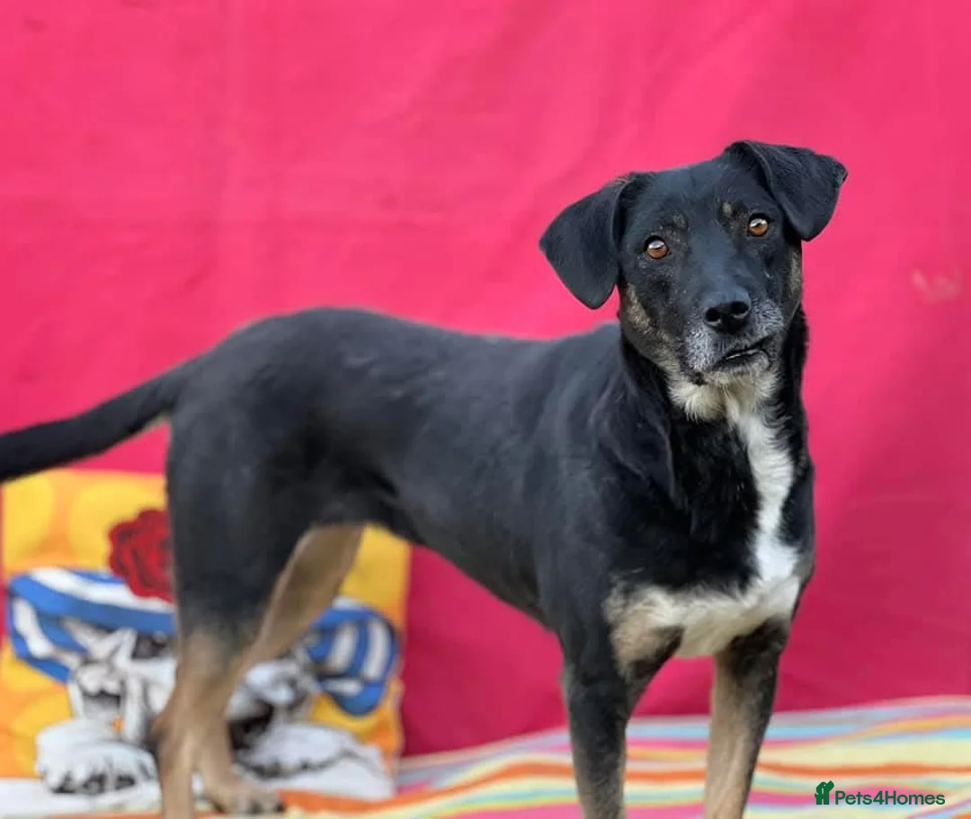 Mixed Breed dogs for adoption: Masha nine years old Macedonian Rescue - Advert 1
