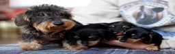 Miniature Dachshund dogs for sale: KC reg Miniature Wirehaired Dachshund pups - Advert 2