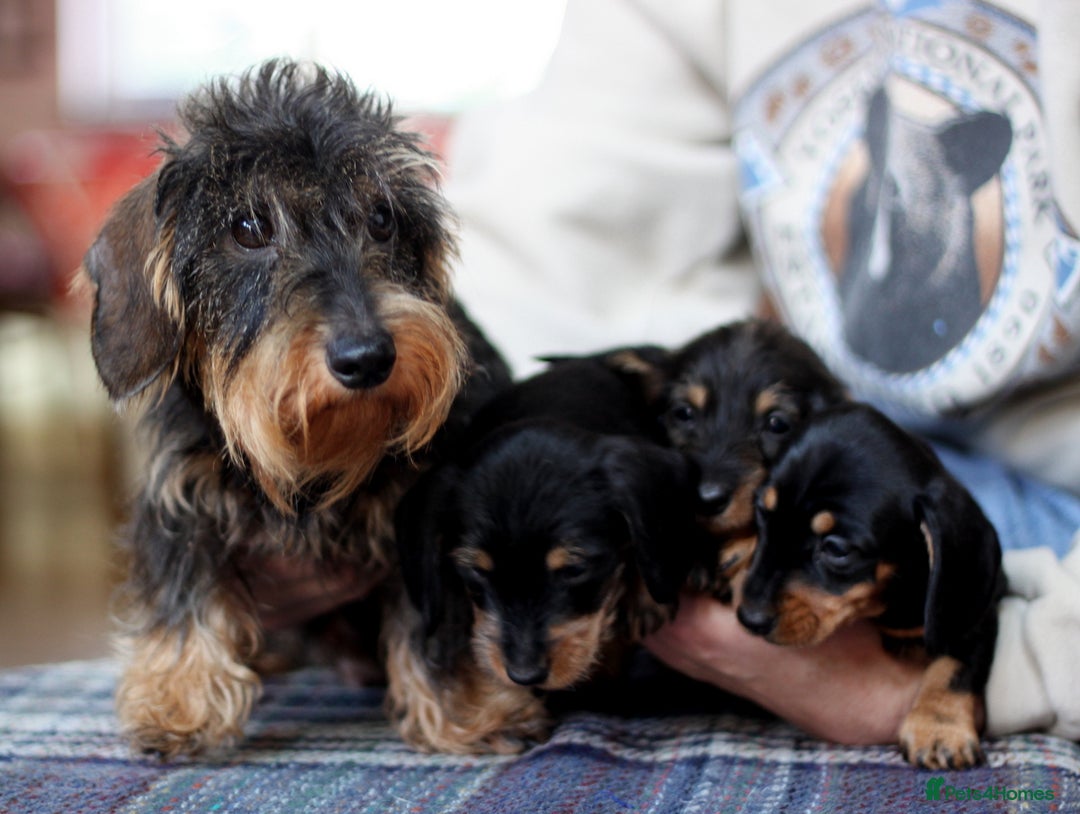Miniature Dachshund dogs for sale: KC reg Miniature Wirehaired Dachshund pups - Advert 2