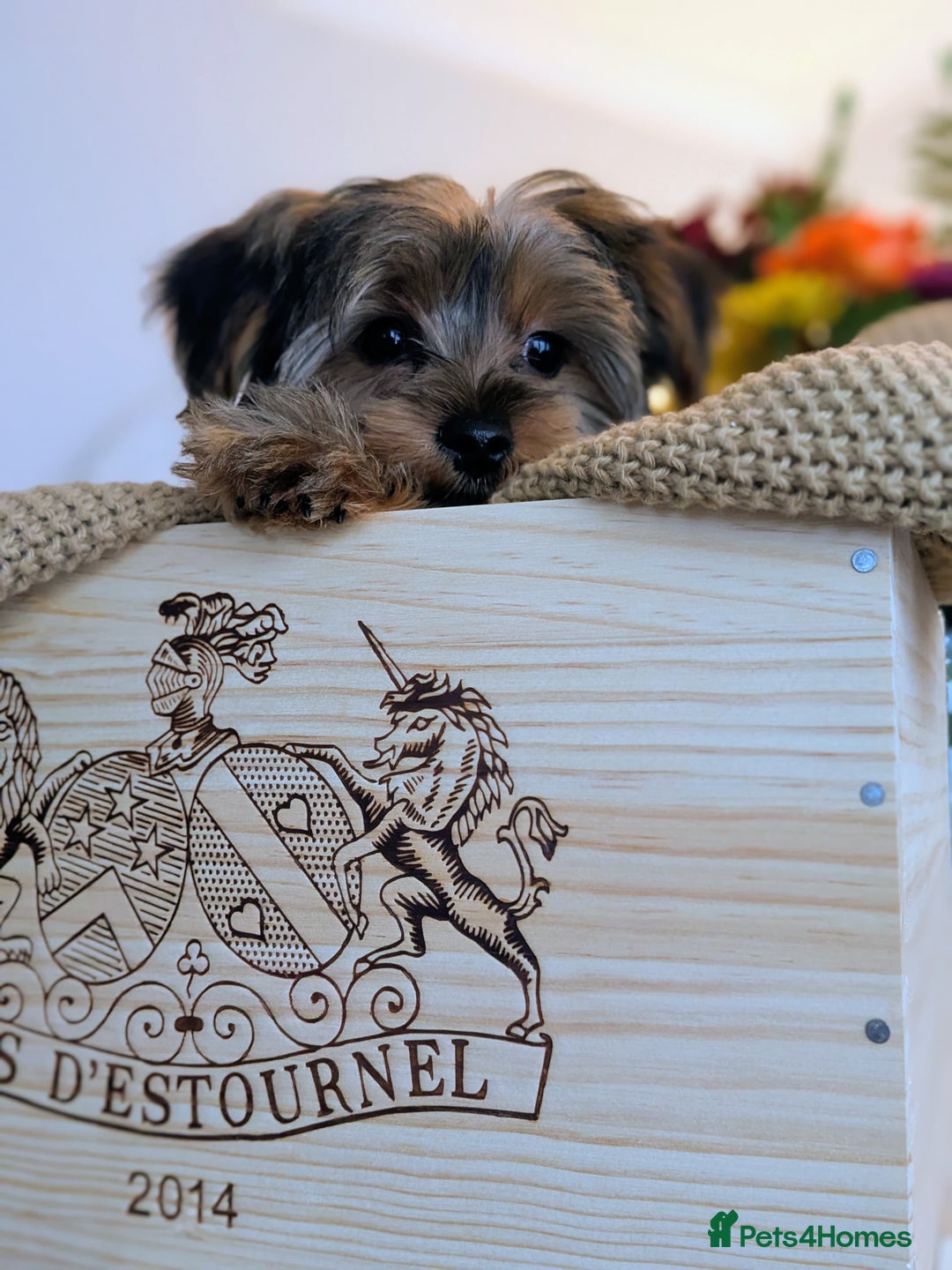 Yorkshire Terrier dogs for sale: 2 Biewer Yorkshire Terrier Boys – Ready Now! - Advert 5