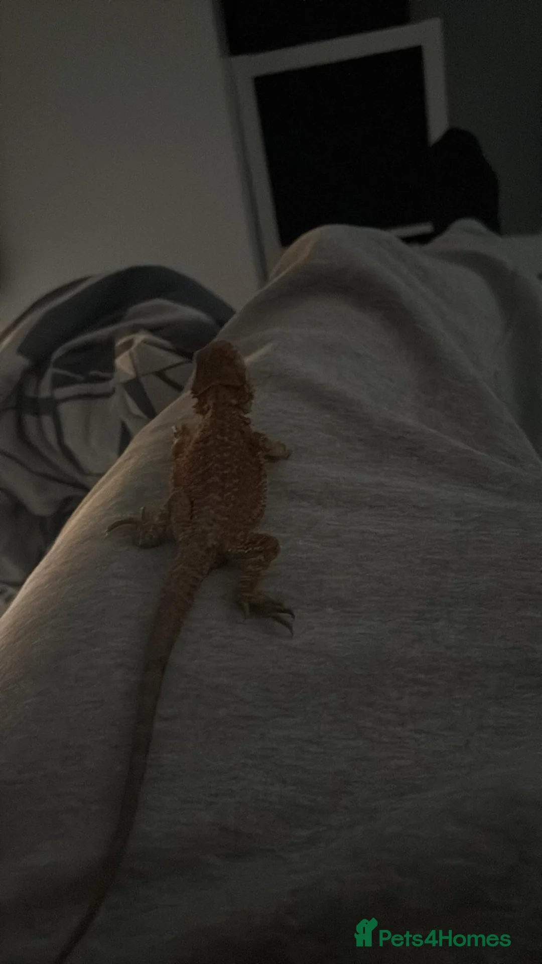 Bearded Dragon reptiles for sale: RED AND ORANGE Patterned BEARDED DRAGON  in Grimsby - Advert 2