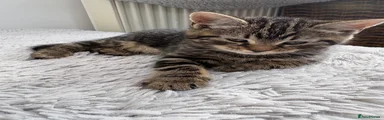 Mixed Breed 1