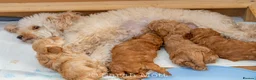 Toy Poodle dogs for sale: 🐶🐾Toy Poodle Puppies 🐾🐶 in Tunbridge Wells - Advert 8