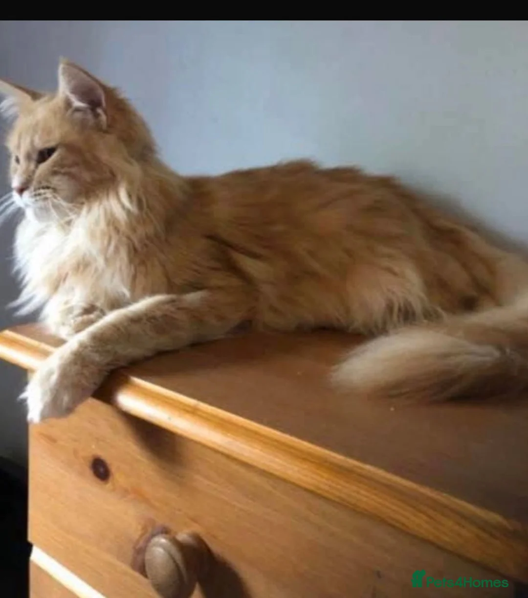 Maine Coon cats for sale: Maine Coon Mackerel Tabby Boy Left  - Advert 2