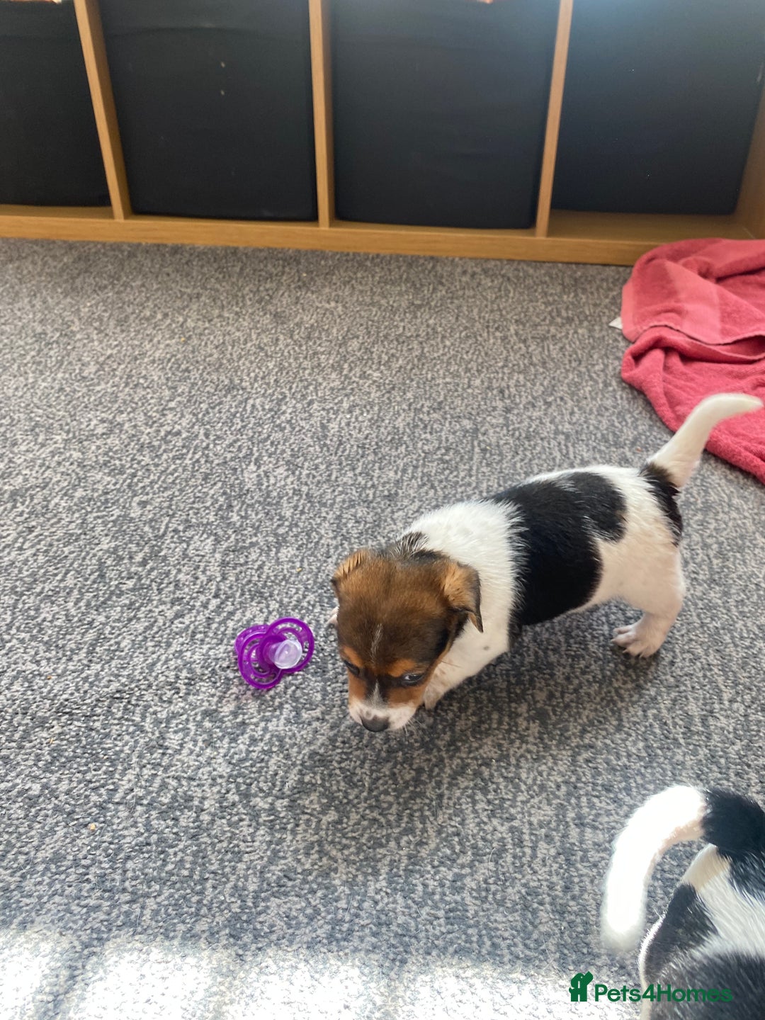 Jack Russell dogs for sale: Jack Russell  - Image 8