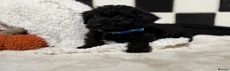 Jackapoo dogs for sale: *** Stunning Jackapoos Ready Now - Advert 13