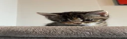 Mixed Breed cats for sale: Gorgeous half Siberian kittens - Advert 23