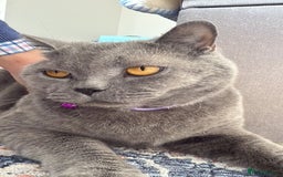 British Shorthair cats for sale: Handsome, shy cat looking for single cat home - Image 1