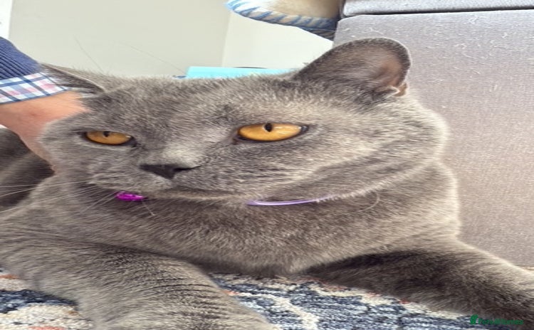 British Shorthair cats - Advert 2