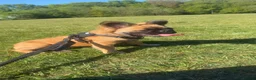French Bulldog dogs for sale: Fluffy French Bulldog  - Advert 4