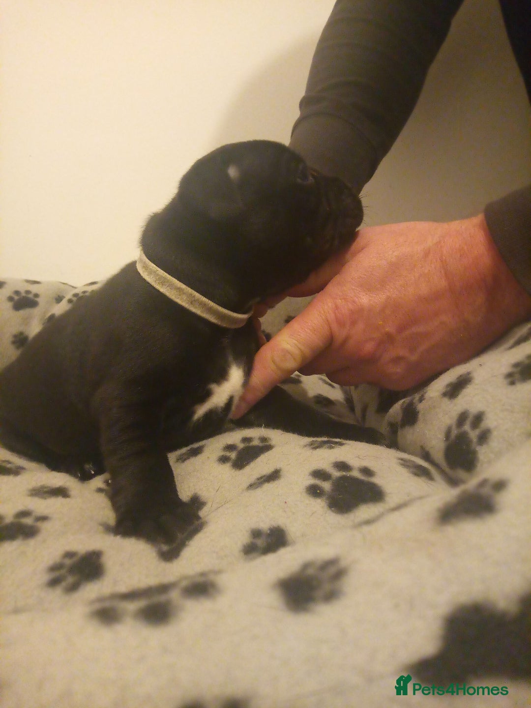 Staffordshire Bull Terrier dogs for sale: Champion lines Staffordshire Bull terrier puppies - Image 38
