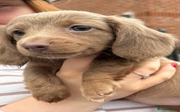 Miniature Dachshund dogs for sale: 1 long hair female miniature dachshund left  - Image 2