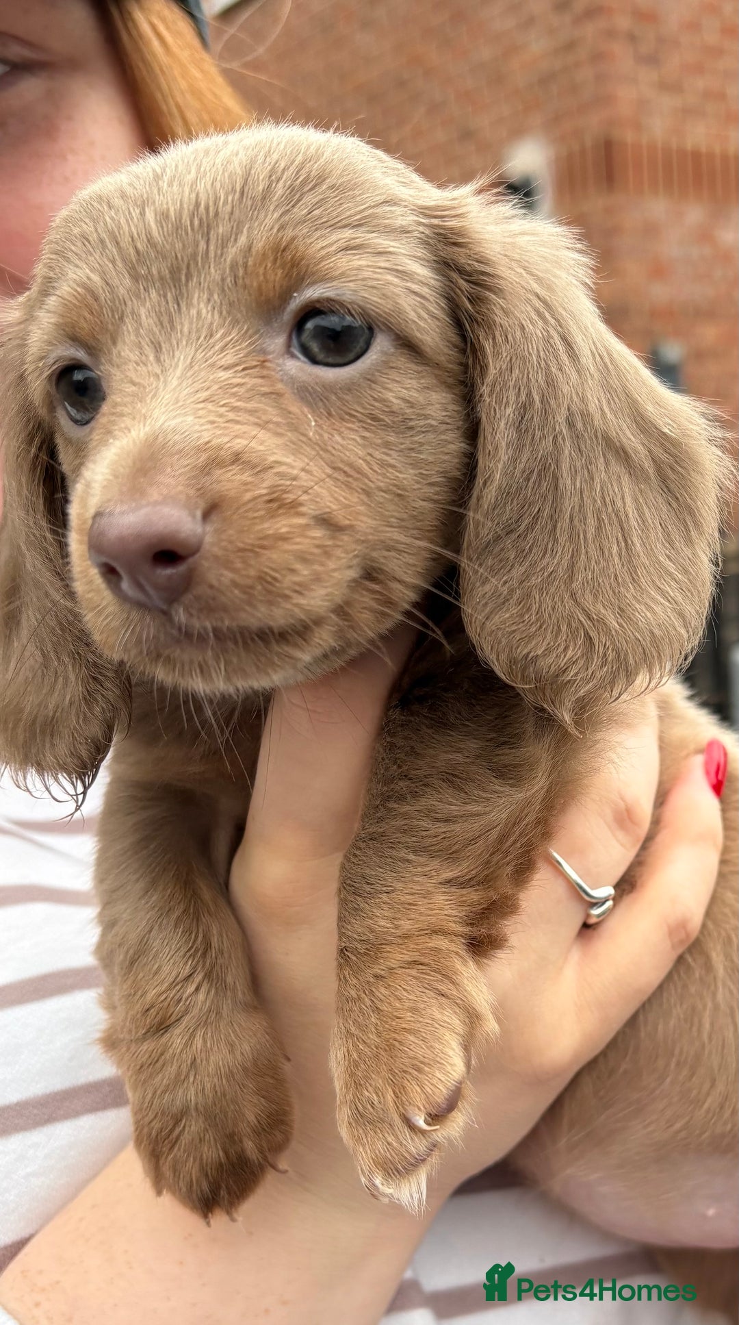 Miniature Dachshund dogs for sale: 1 long hair female miniature dachshund left  - Image 2