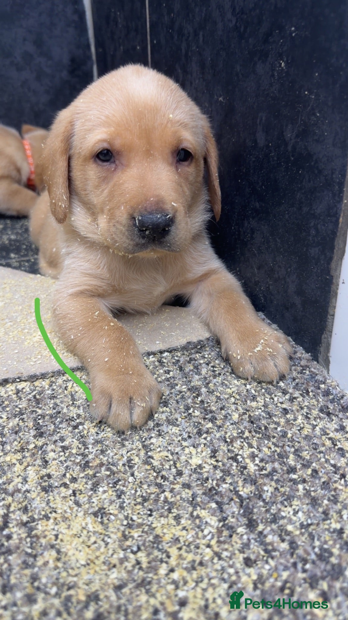 Labrador Retriever dogs Beautiful chunky yellow Labrador puppies  - Advert 2