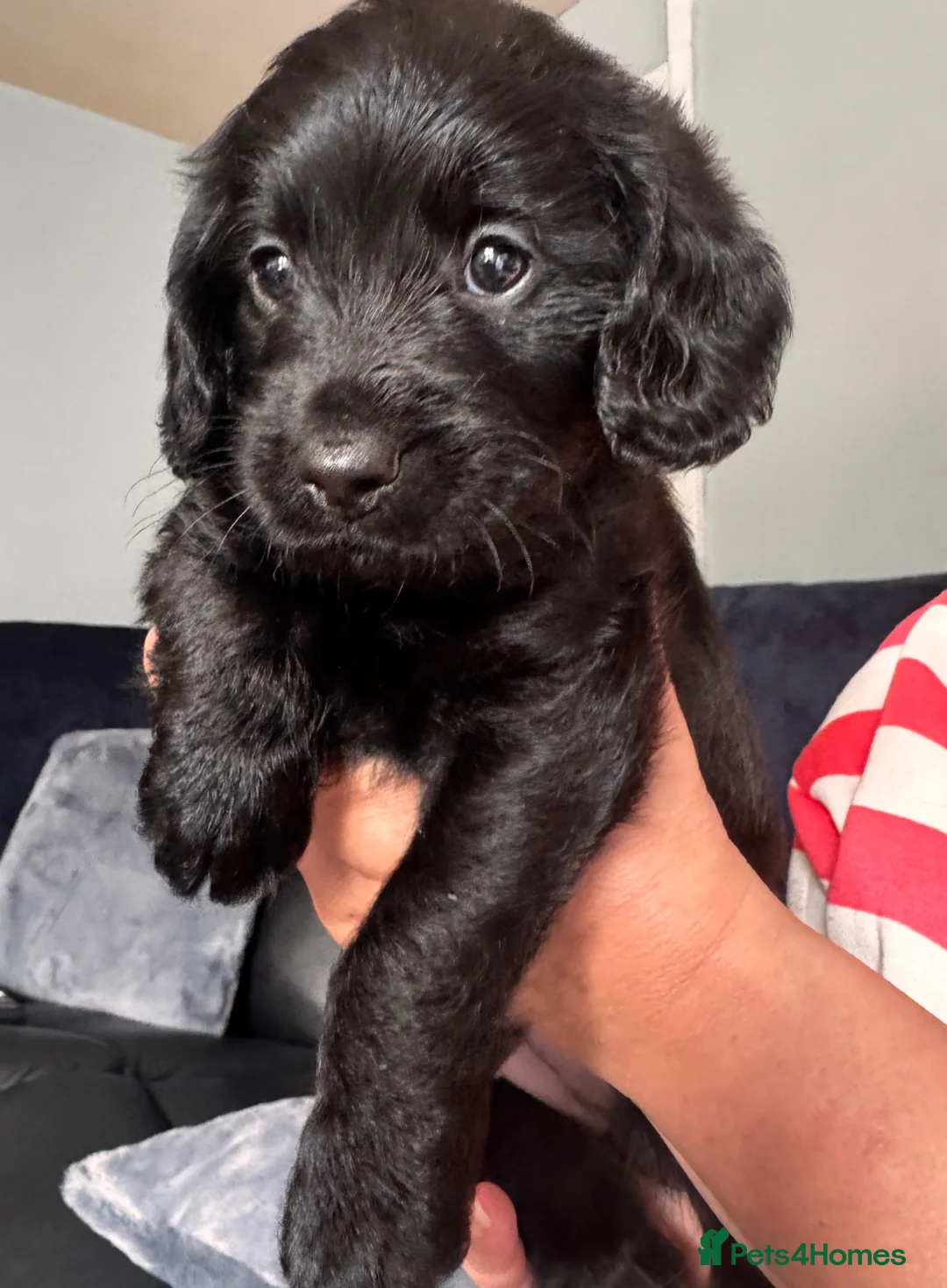 Mixed Breed dogs for sale: Labradoodle cross cockapoo puppy’s  - Advert 2