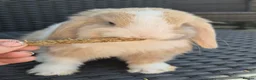 Mini Lop rabbits for sale: Mini lop Rabbit - Advert 2