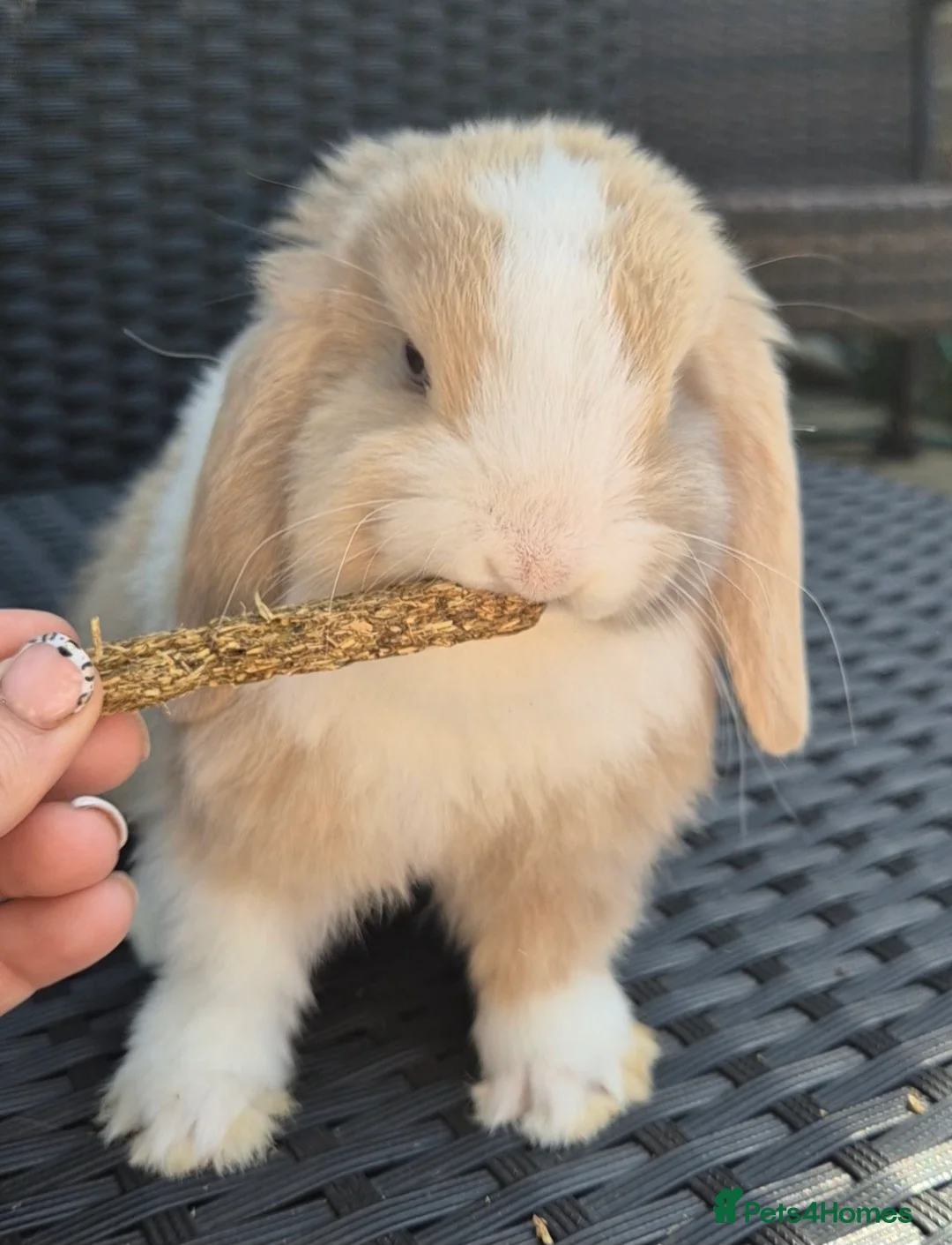 Mini Lop rabbits for sale: Mini lop Rabbit - Advert 2