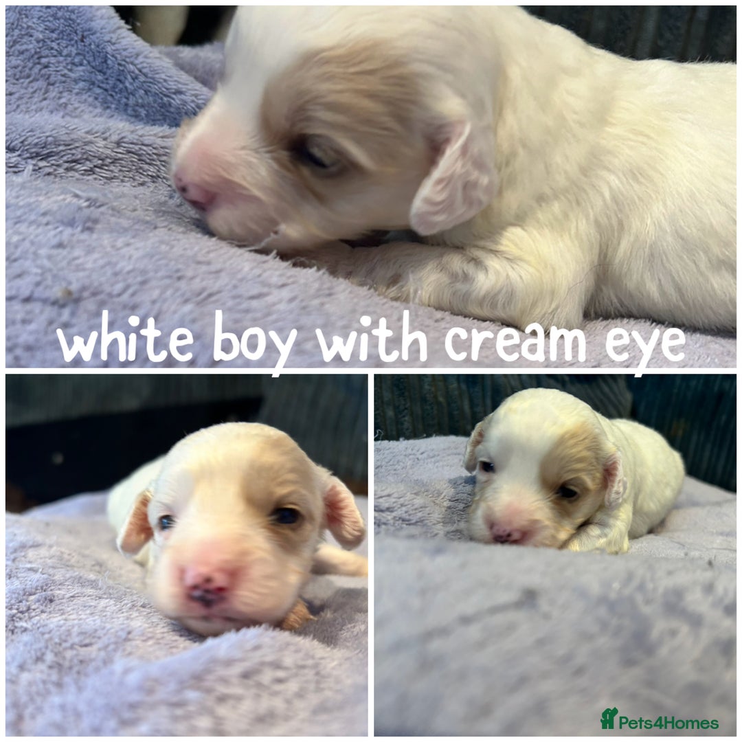 Shihpoo dogs for sale: Ready Halloween Stunning ShihpooXSproodle puppies - Image 2