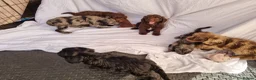 Cockapoo dogs for sale: Cockerpoo pups  - Advert 9