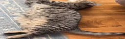 Exotic cats for sale: Adorable GCCF Registered Exotic Kittens  - Advert 4
