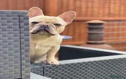 French Bulldog dogs for stud: 🌟🔥LILAC PLATINUM KC REG FRENCH BULLDOG STUD🔥🌟 in Uxbridge - Image 10