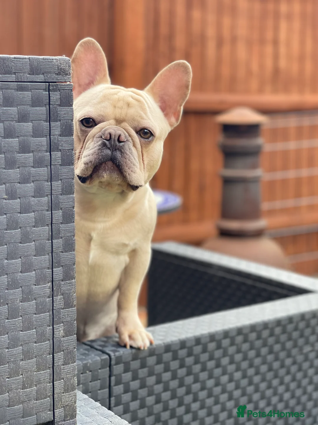 French Bulldog dogs for stud: 🌟🔥LILAC PLATINUM KC REG FRENCH BULLDOG STUD🔥🌟 in Uxbridge - Advert 6