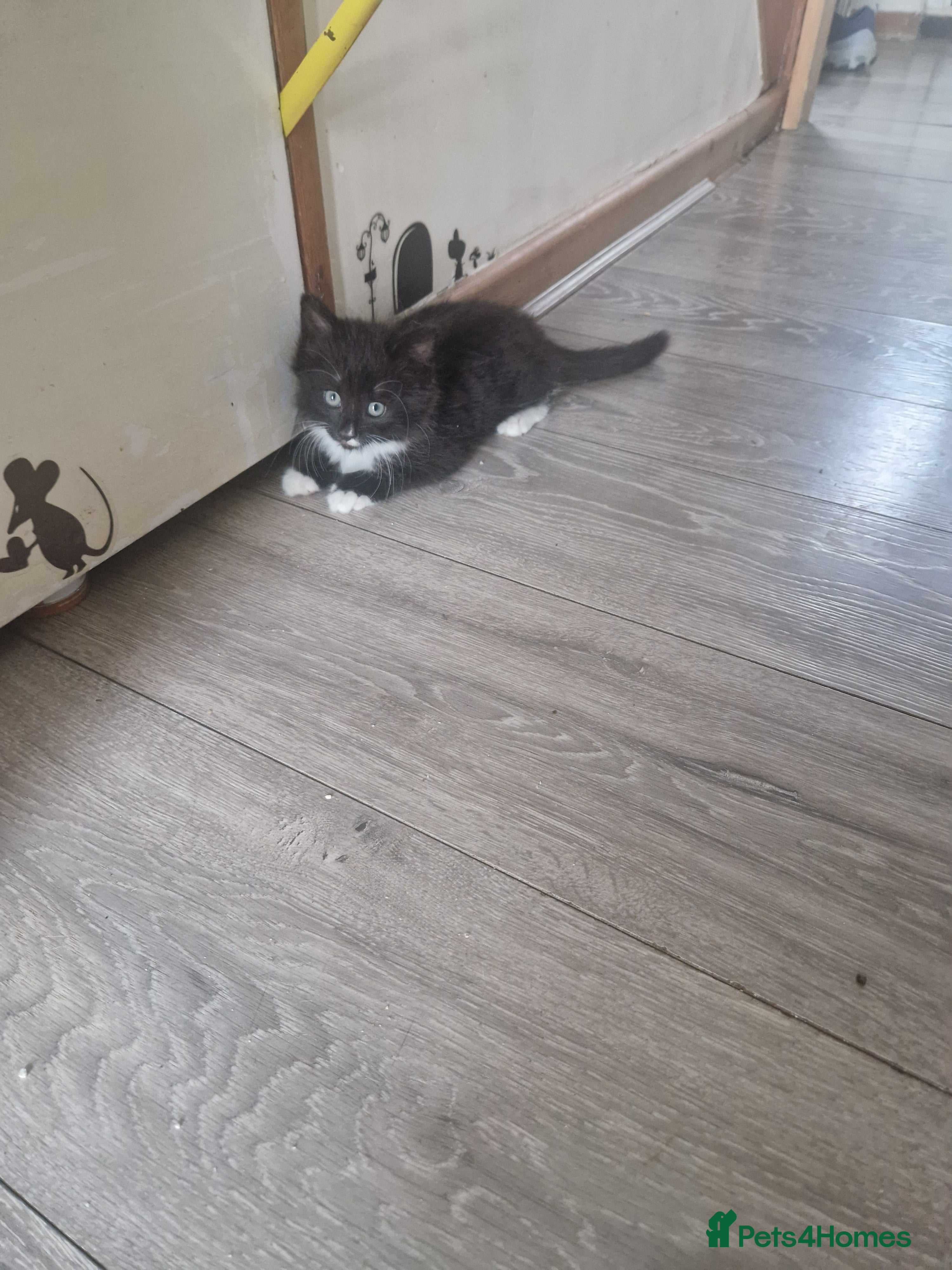 Mixed Breed cats for sale: 4 kitten  - Advert 17