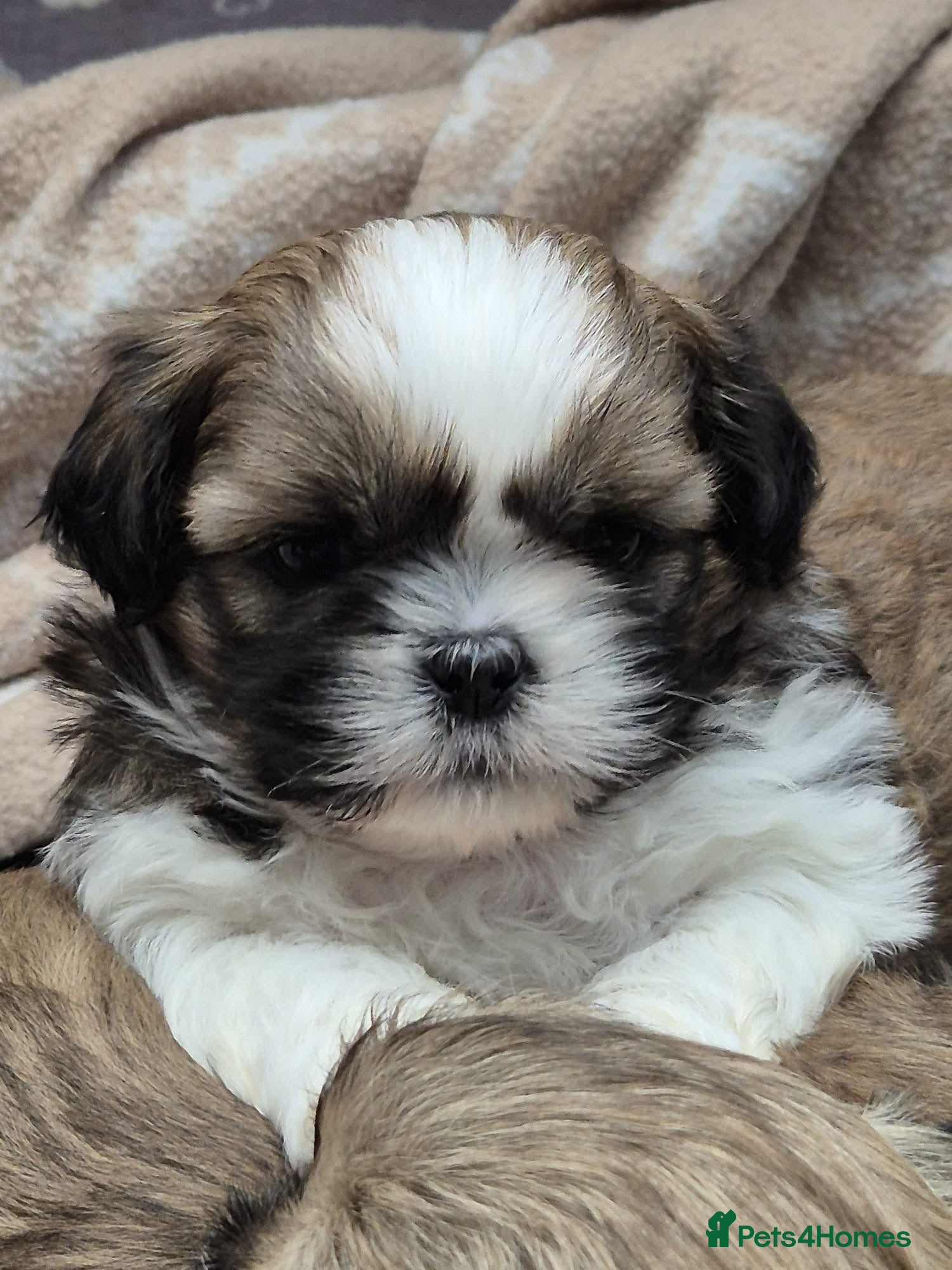 Shih Tzu dogs Shih Tzu puppies - Advert 1