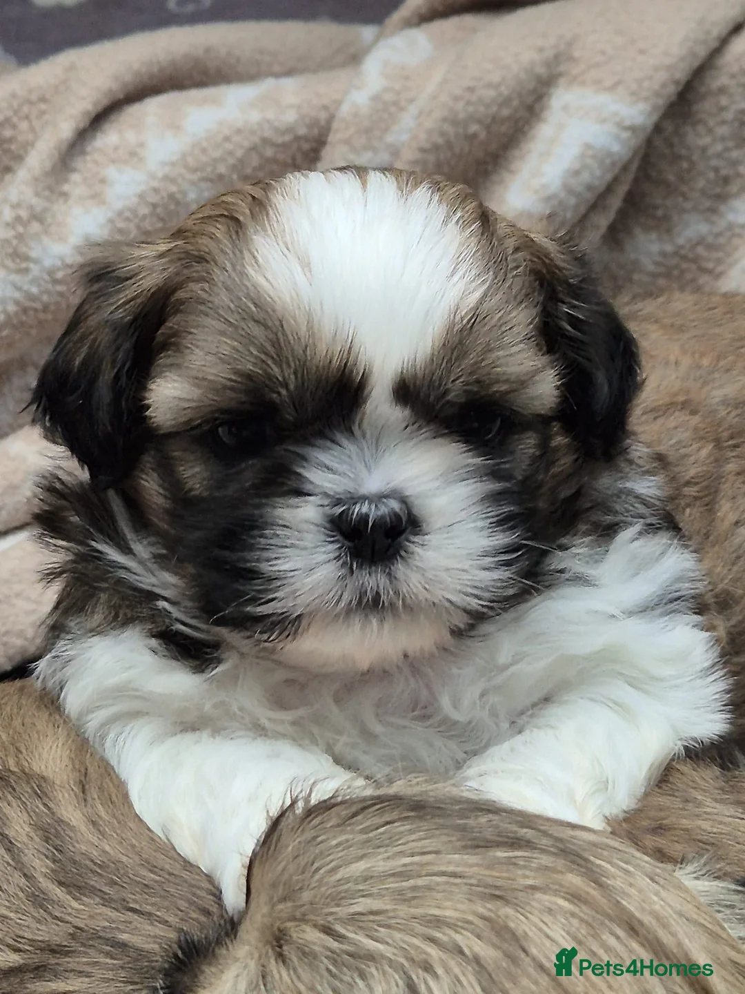Shih Tzu dogs for sale: Shih Tzu puppies - Advert 1