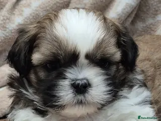 Shih Tzu dogs Shih Tzu puppies - Advert 1