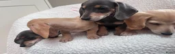 Miniature Dachshund dogs for sale: ***mini dachshund *** - Advert 25
